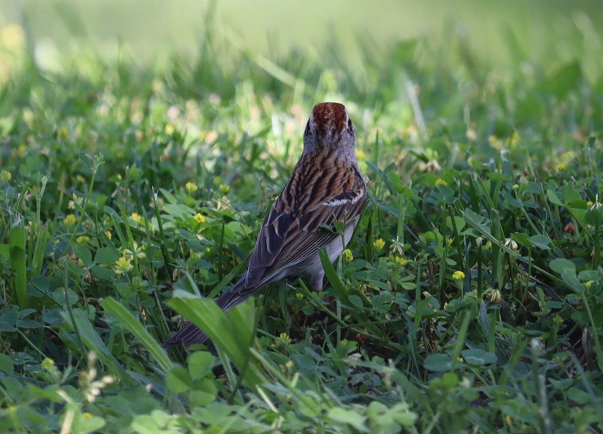 Chipping Sparrow - Pete Shen