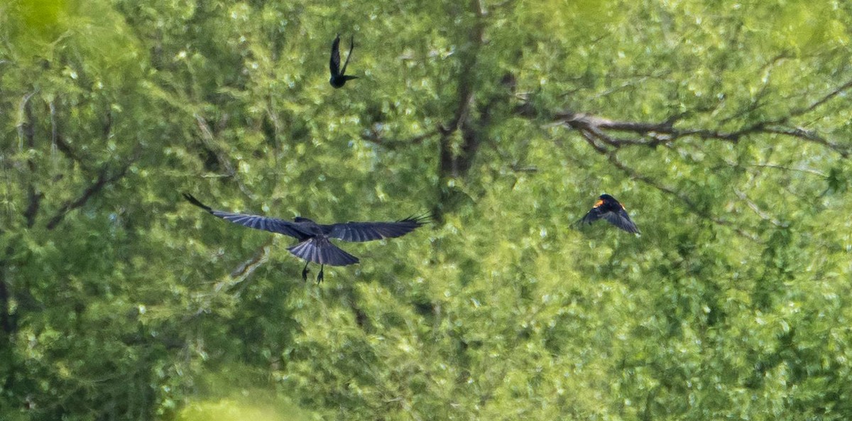 American Crow - Matt M.