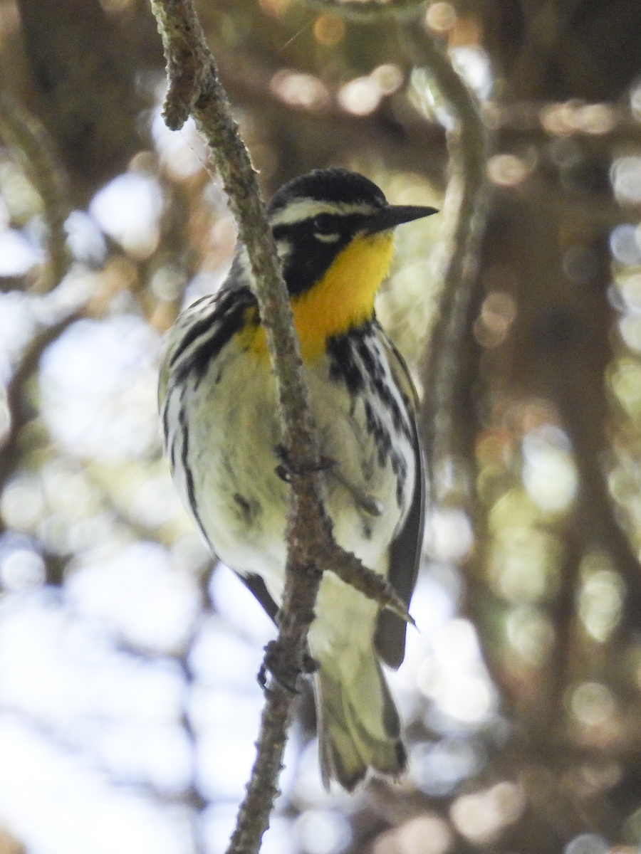 Yellow-throated Warbler - Jeanette Stone