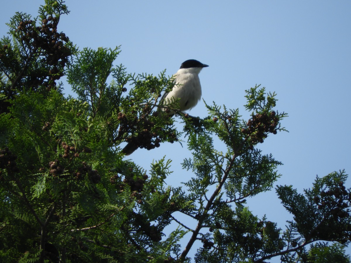 Azure-winged Magpie - Yutaka Ishizu