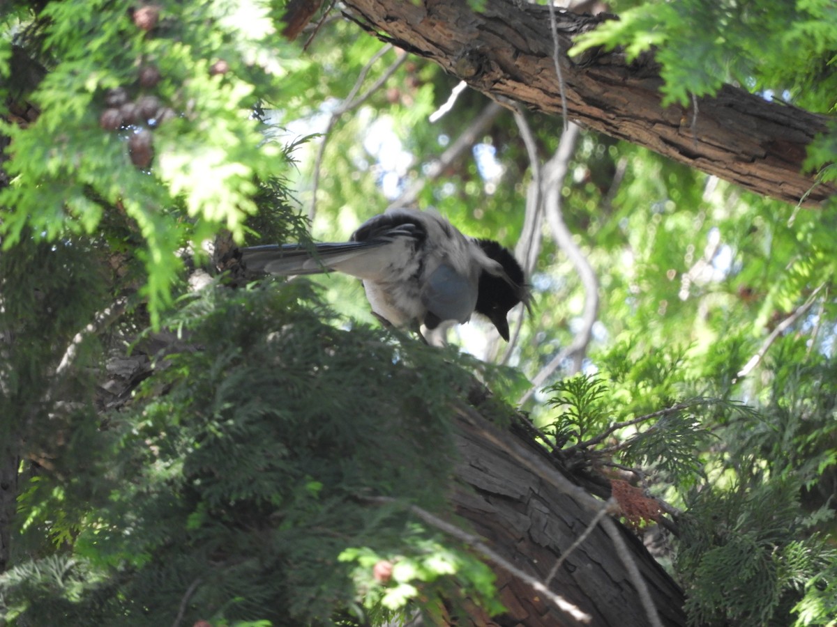 Azure-winged Magpie - Yutaka Ishizu