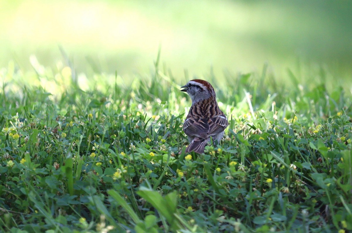 Chipping Sparrow - Pete Shen