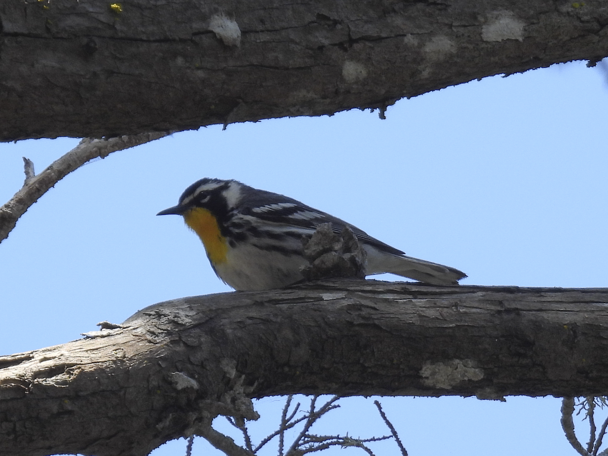 Yellow-throated Warbler - Jeanette Stone