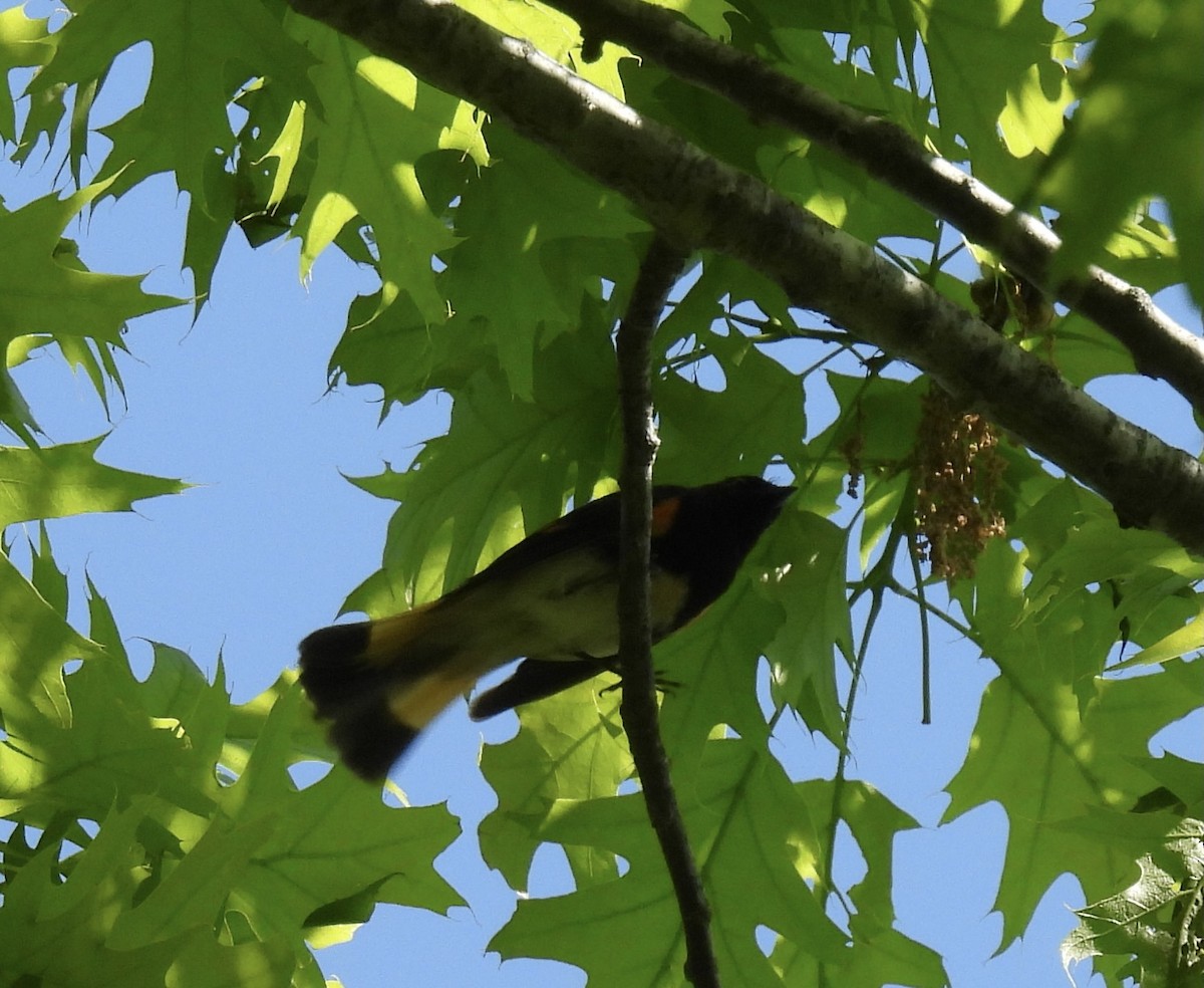 American Redstart - Sally Avery