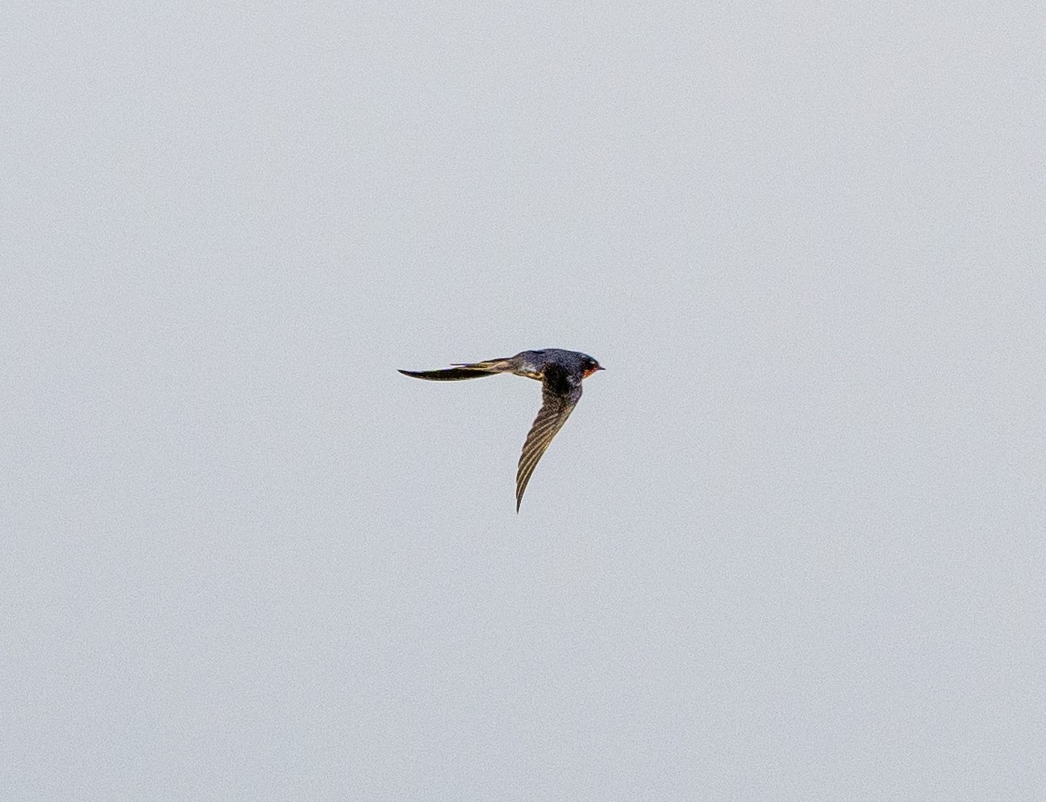 Barn Swallow - Scott Murphy