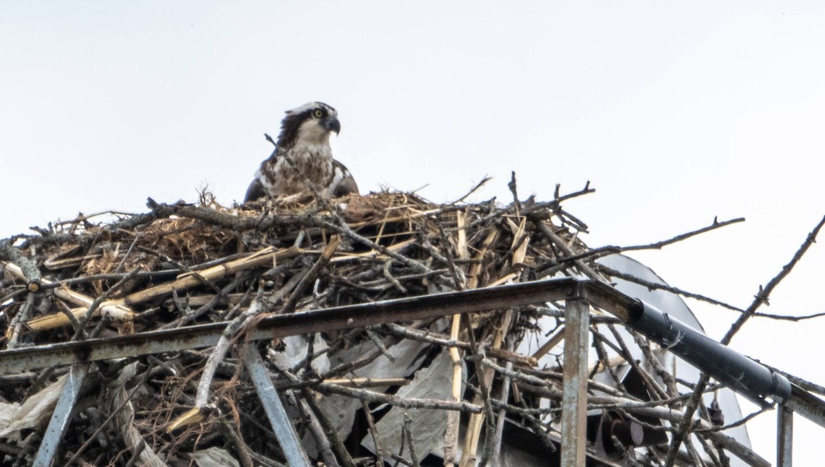 Osprey - Matt M.