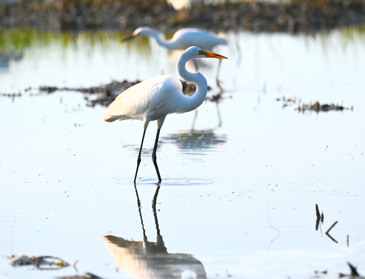 Great Egret - Heather Buttonow