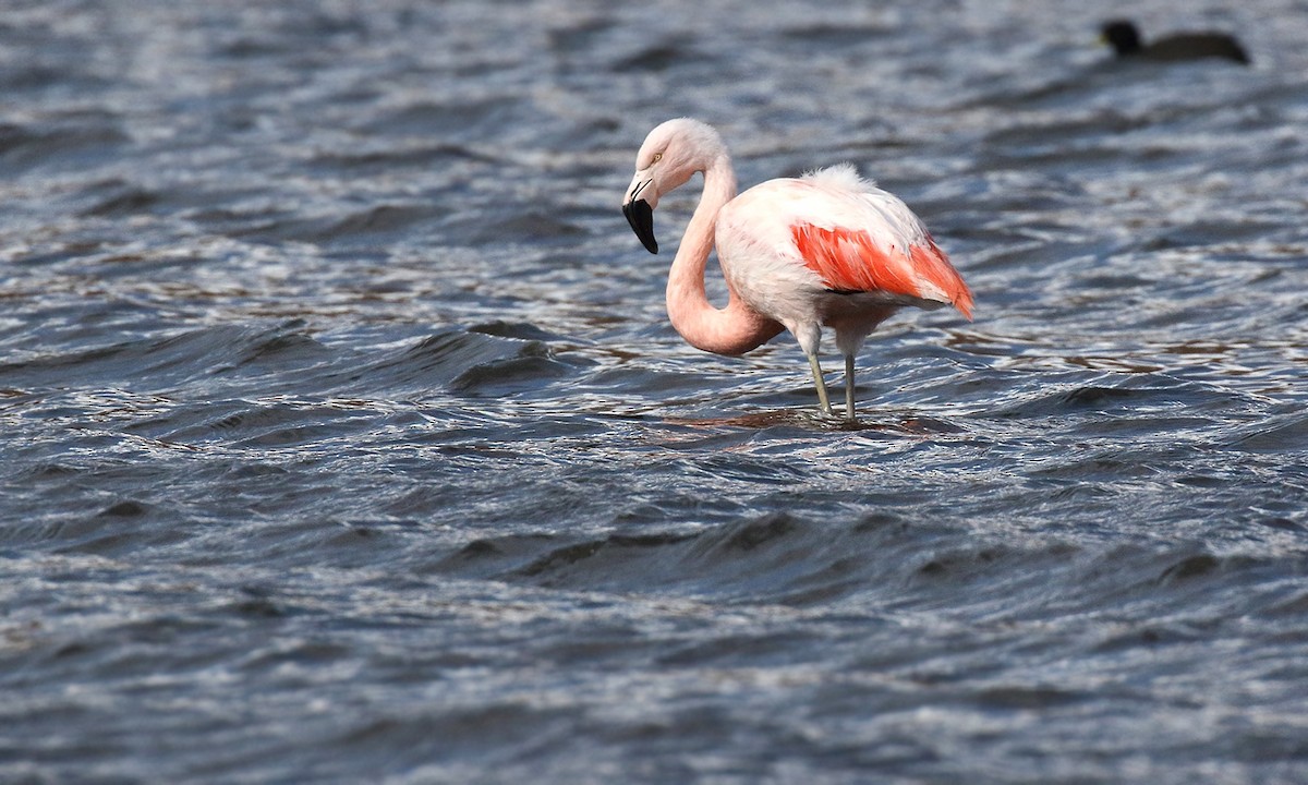 Chilean Flamingo - Adrián Braidotti