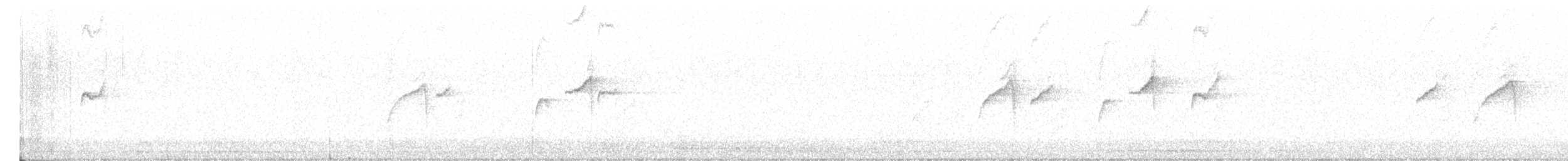 Graubauch-Dickichtschlüpfer - ML619511048