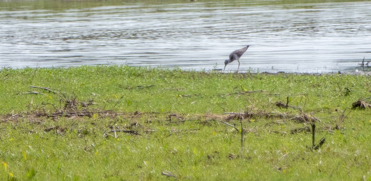 Lesser Yellowlegs - Matt M.