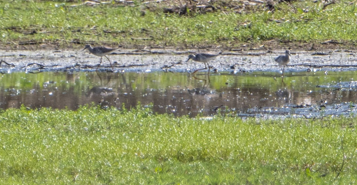 Lesser Yellowlegs - Matt M.