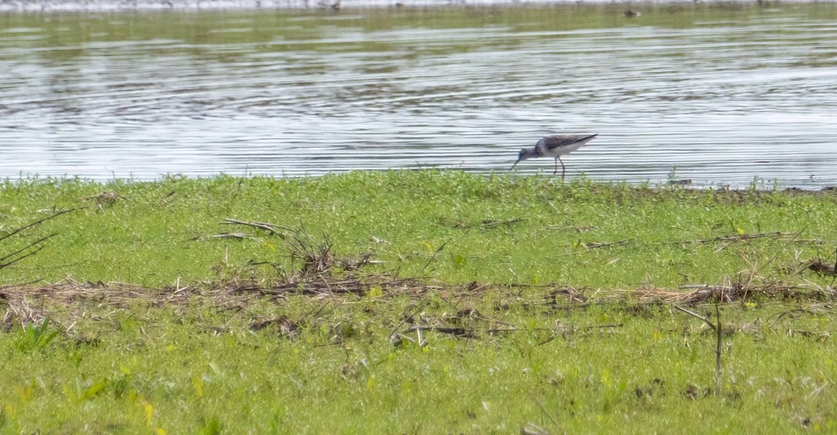 Lesser Yellowlegs - Matt M.