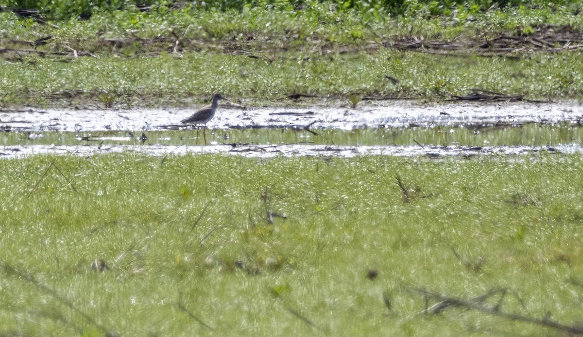 Lesser Yellowlegs - Matt M.