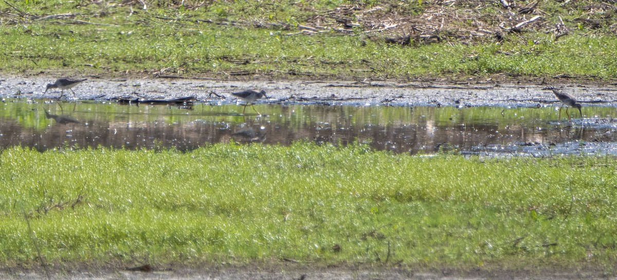 Lesser Yellowlegs - Matt M.