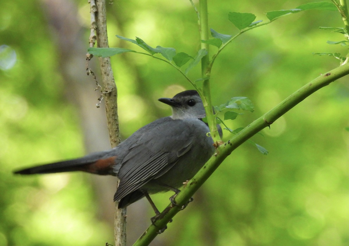 Gray Catbird - ML619511057