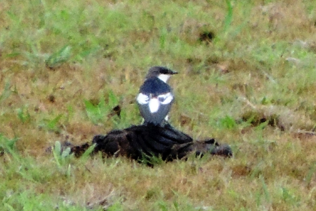 White-winged Swallow - Licinio Garrido Hoyos