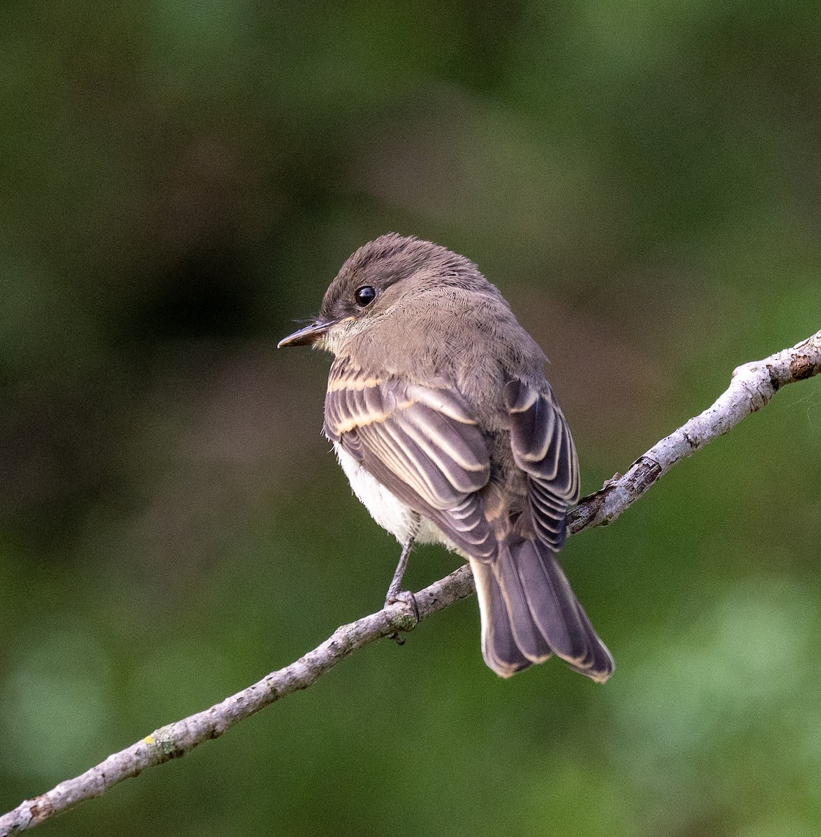 Eastern Phoebe - Scott Murphy