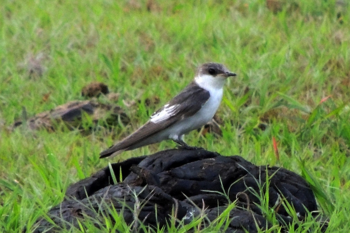 White-winged Swallow - Licinio Garrido Hoyos