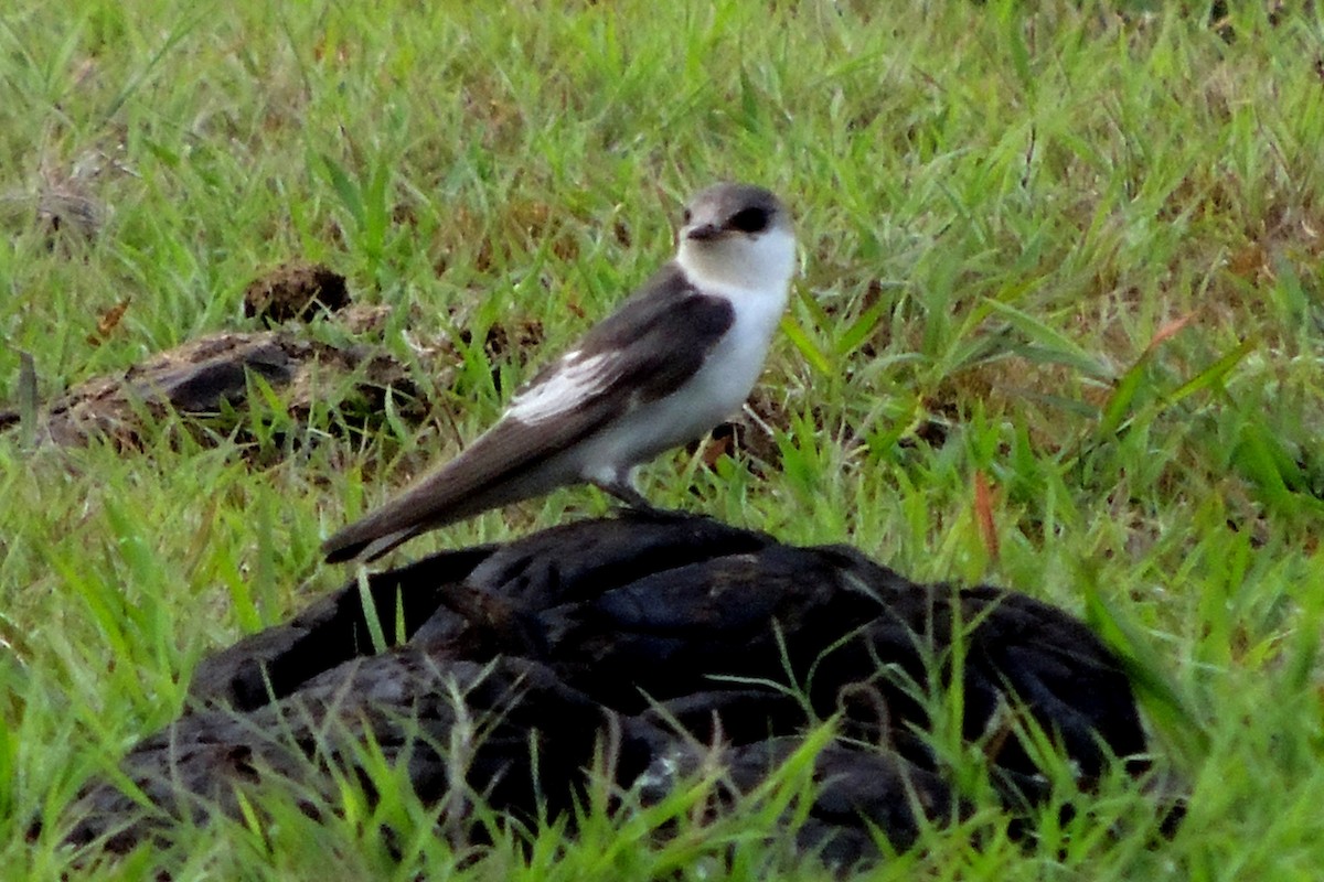 White-winged Swallow - Licinio Garrido Hoyos