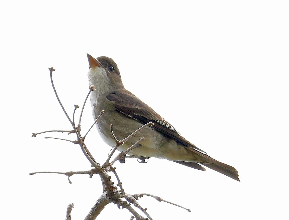 Olive-sided Flycatcher - ML619511078