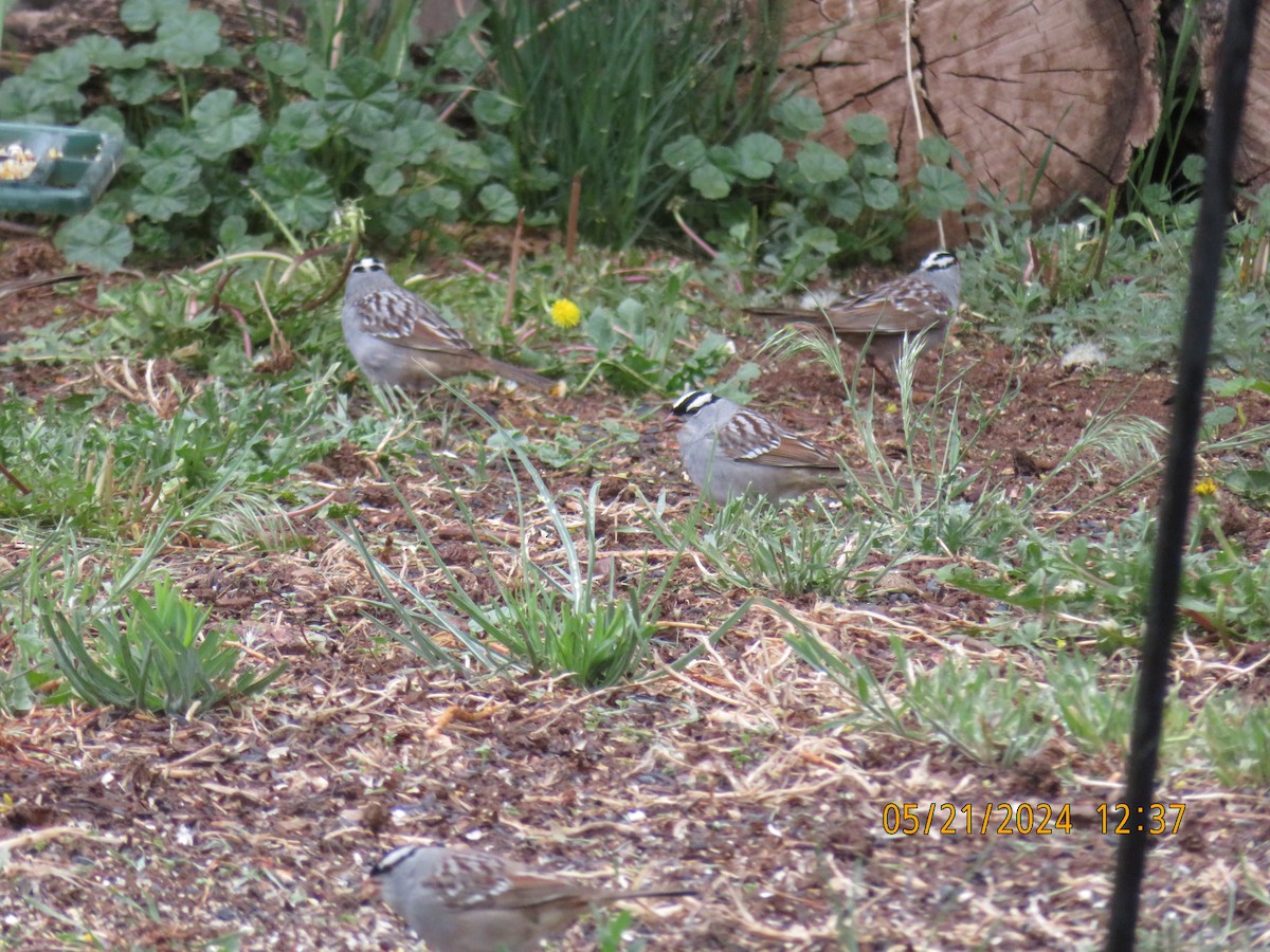 White-crowned Sparrow (oriantha) - Anonymous