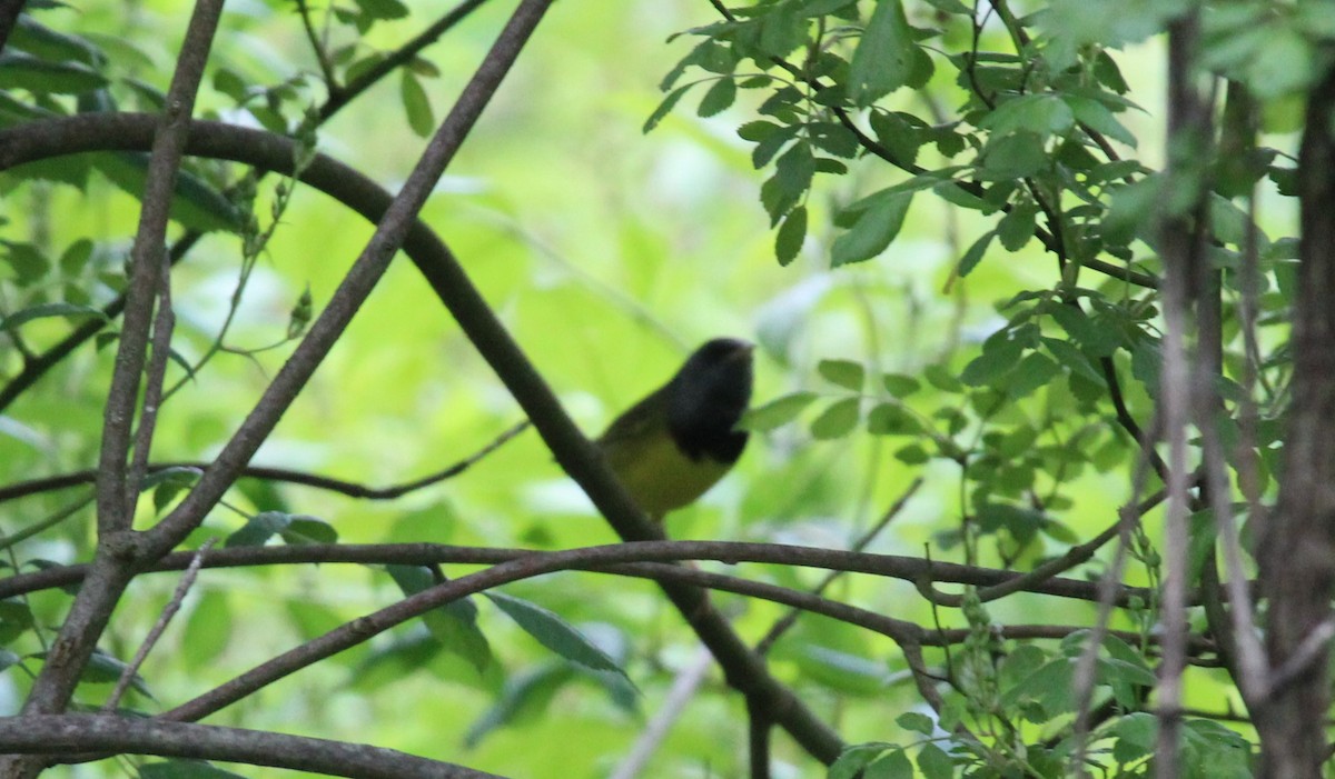 Mourning Warbler - Bradley White