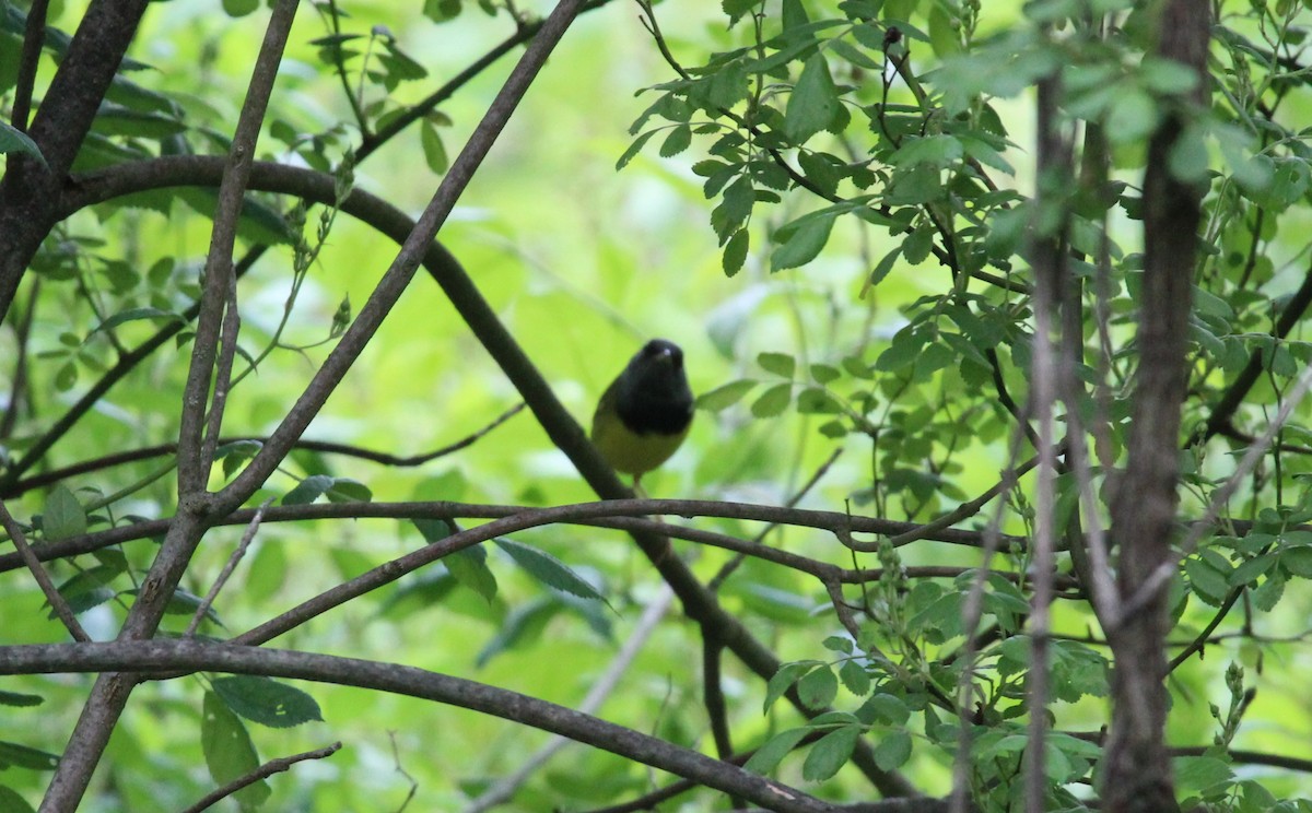 Mourning Warbler - Bradley White