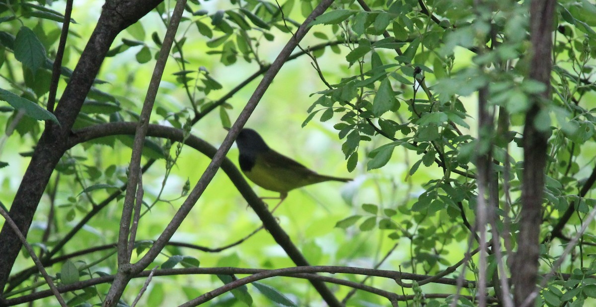 Mourning Warbler - Bradley White