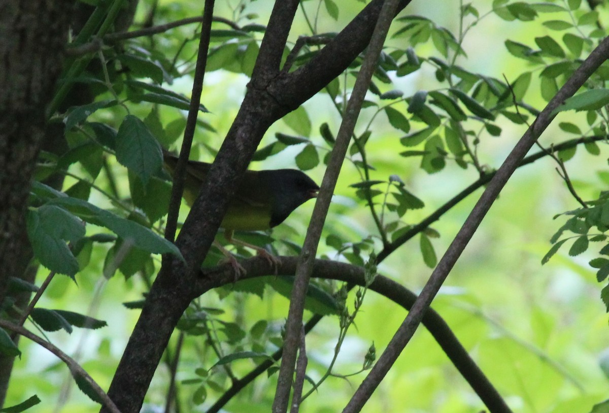 Mourning Warbler - Bradley White