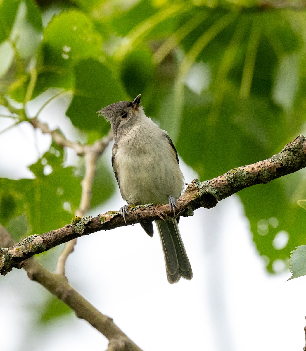 Tufted Titmouse - Scott Murphy