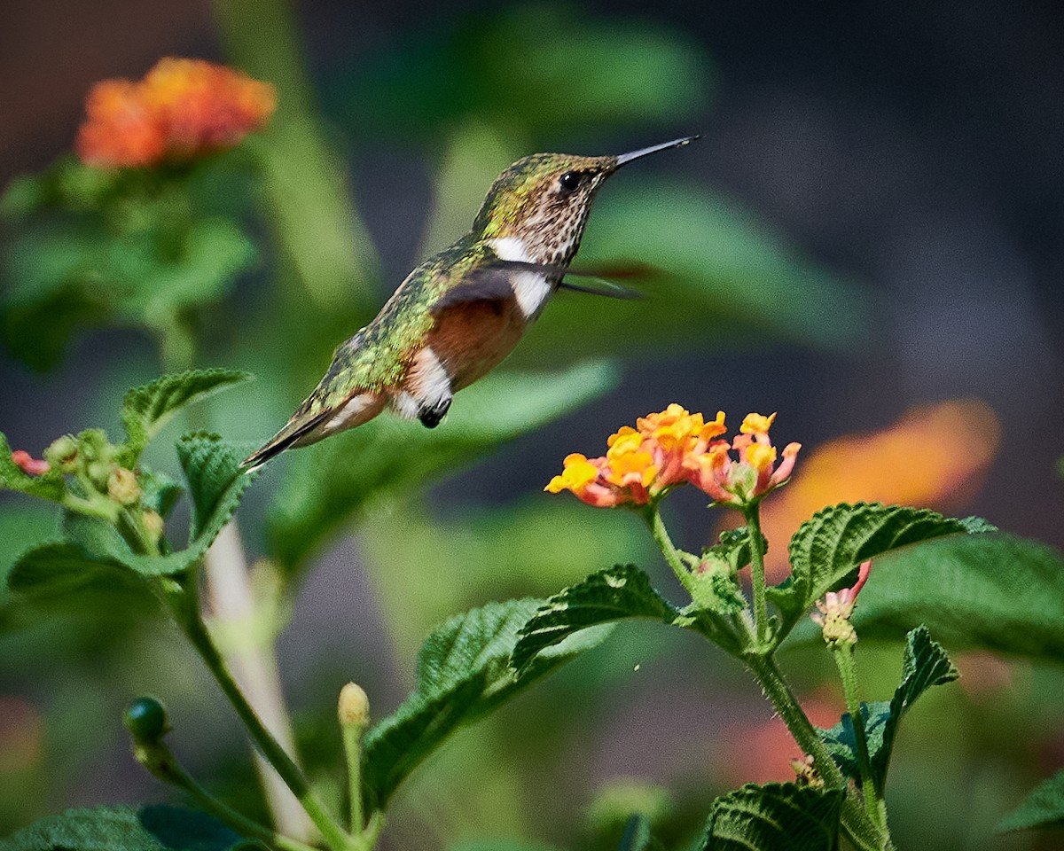 Bumblebee Hummingbird - Gerardo Aguilar Anzures