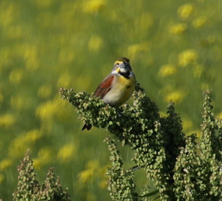 Dickcissel - David Cunningham