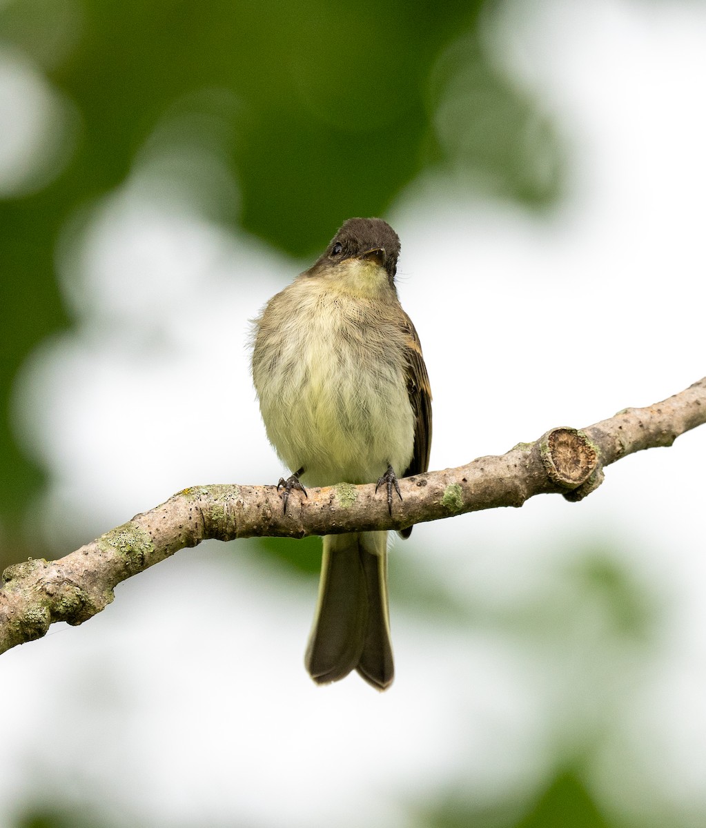 Eastern Phoebe - Scott Murphy