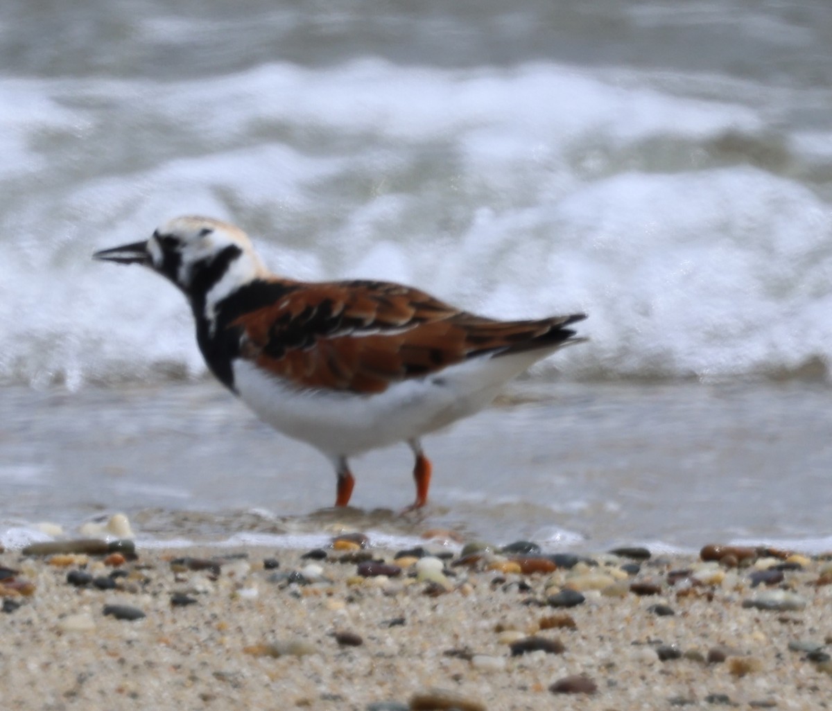 Ruddy Turnstone - burton balkind