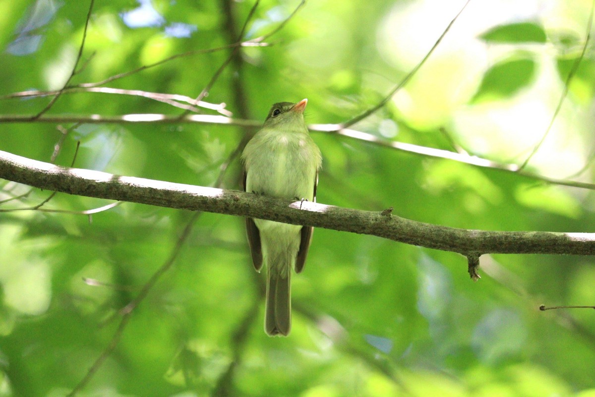 Acadian Flycatcher - Pete Shen