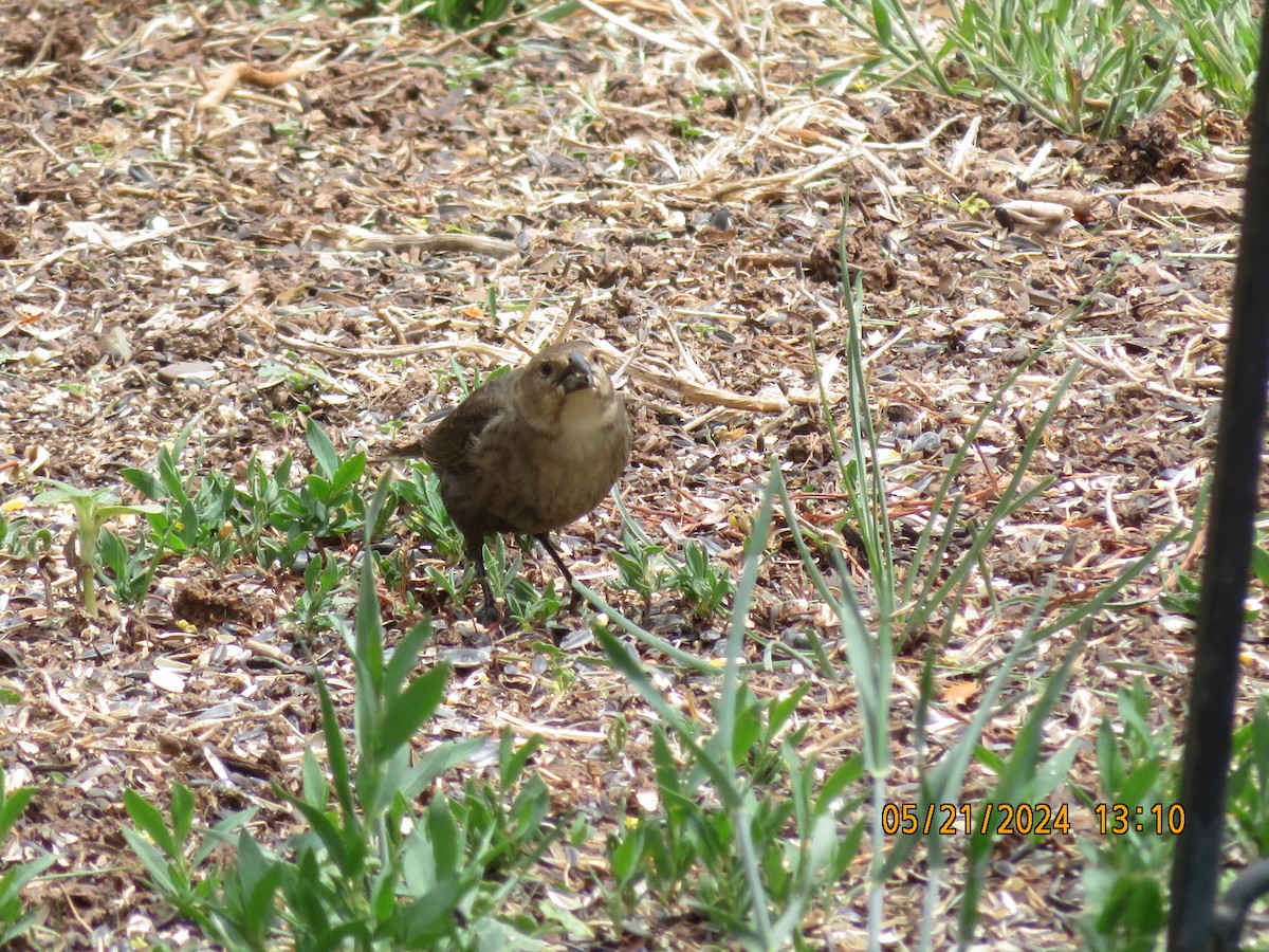 Red-winged Blackbird - Anonymous