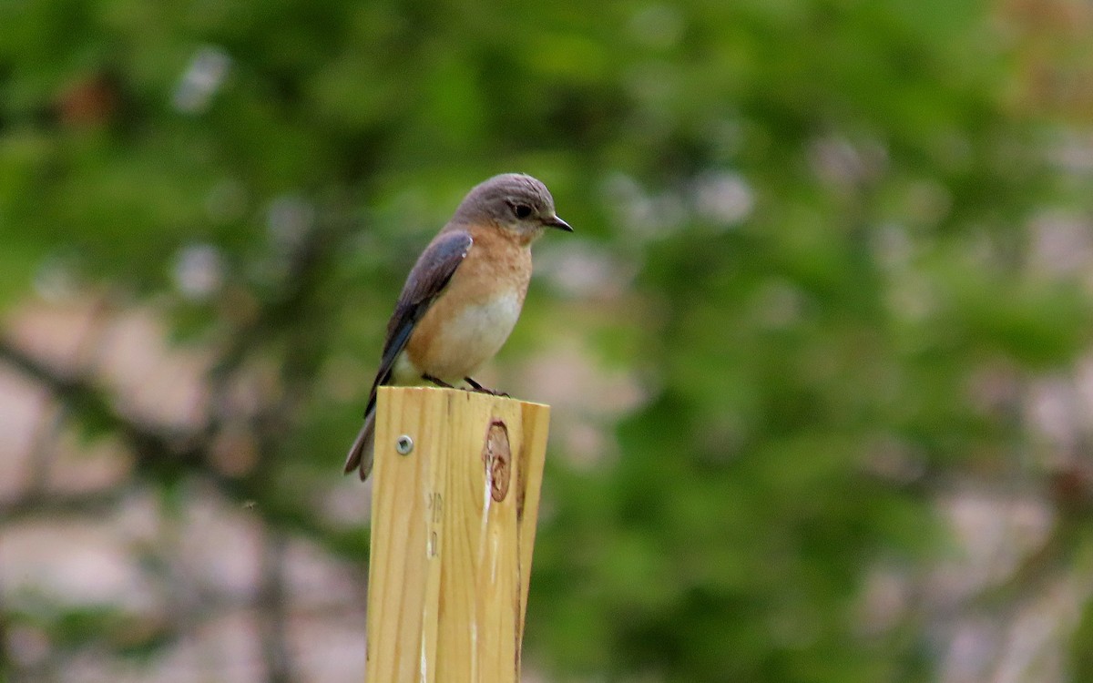 Eastern Bluebird - ML619511109