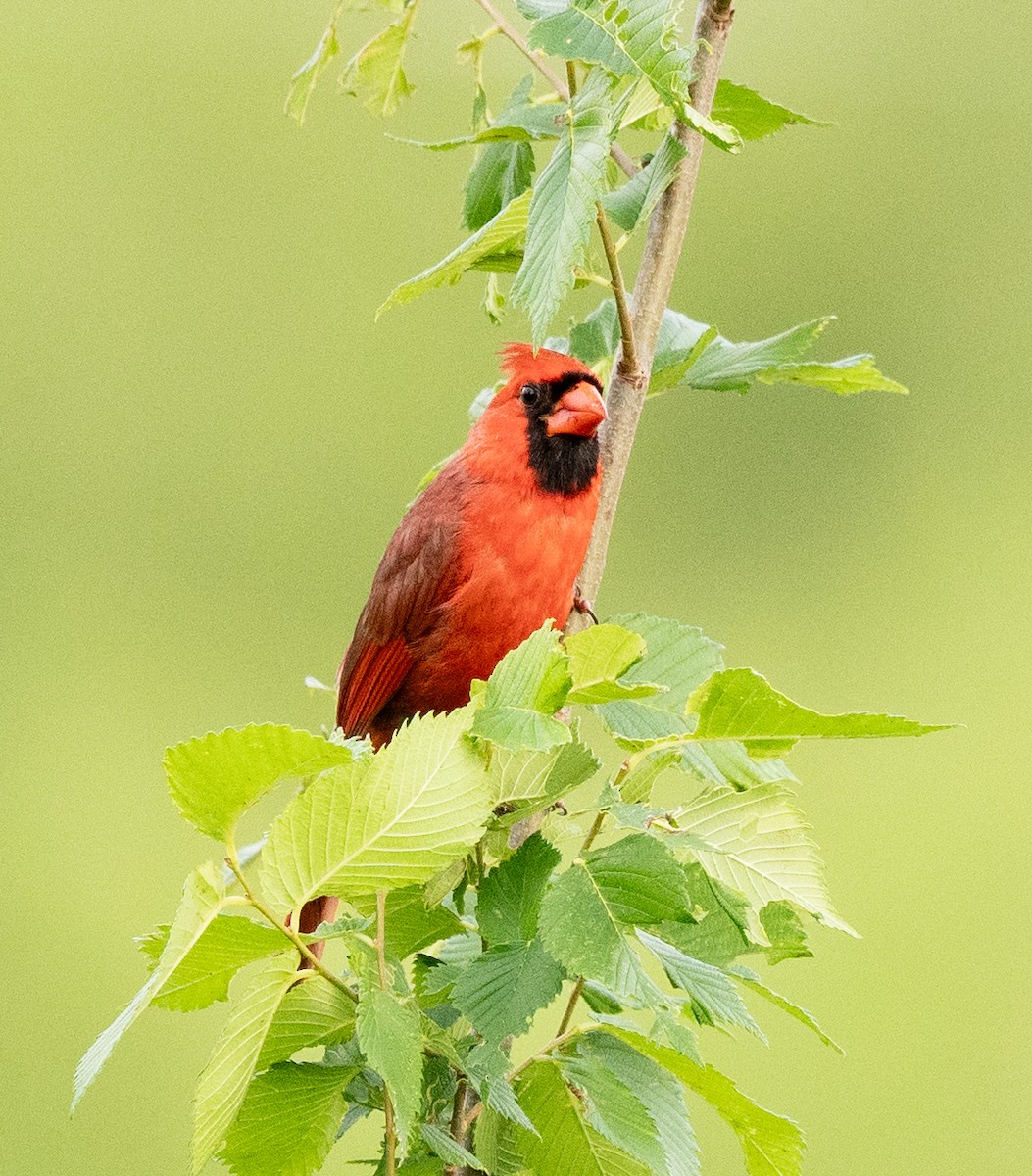 Northern Cardinal - Scott Murphy