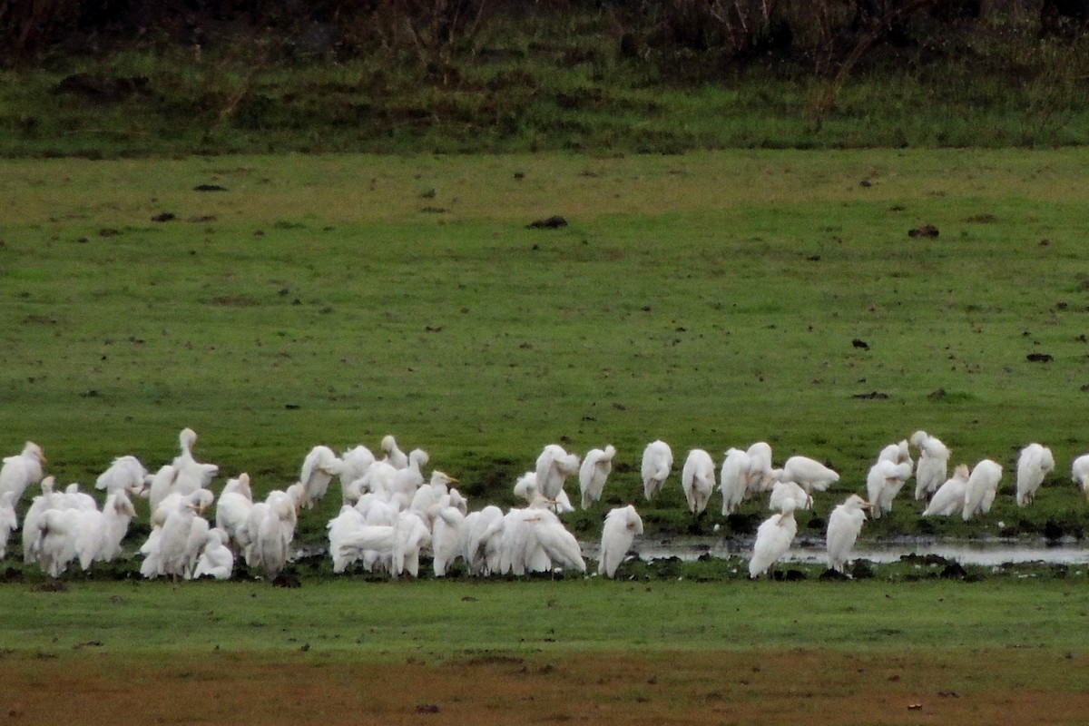 Western Cattle Egret - Licinio Garrido Hoyos