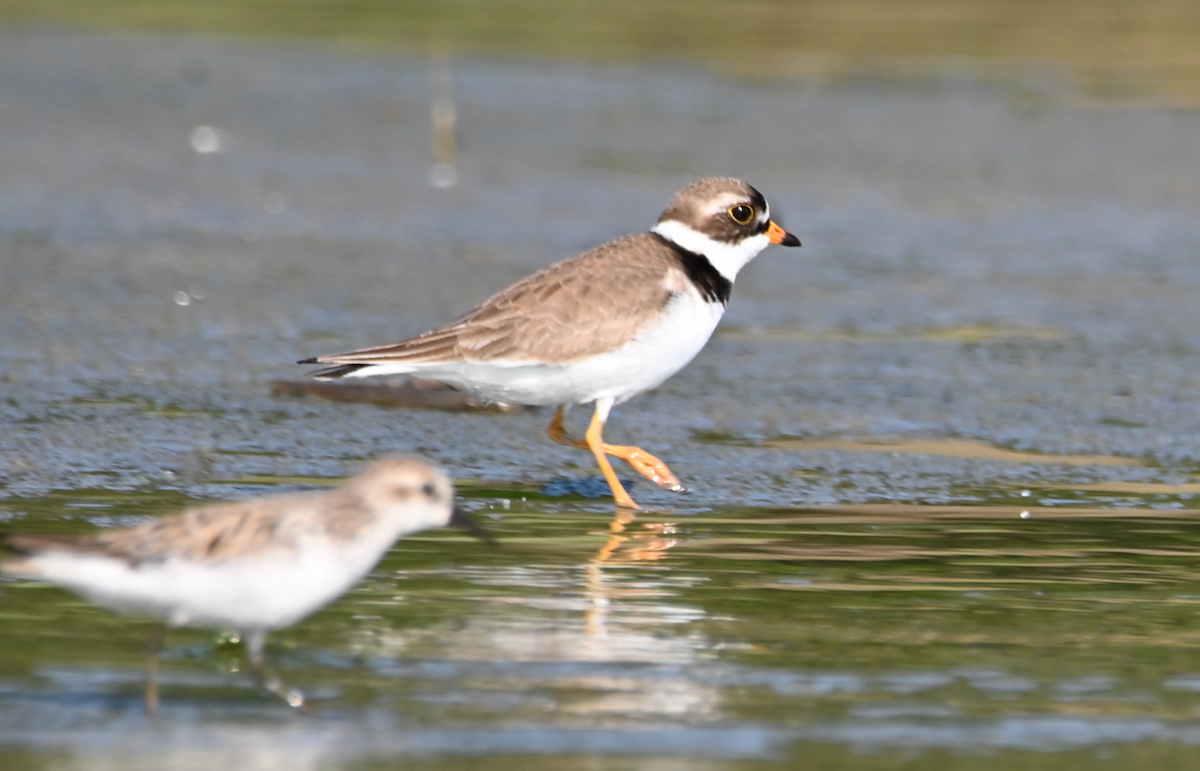 Semipalmated Plover - Heather Buttonow