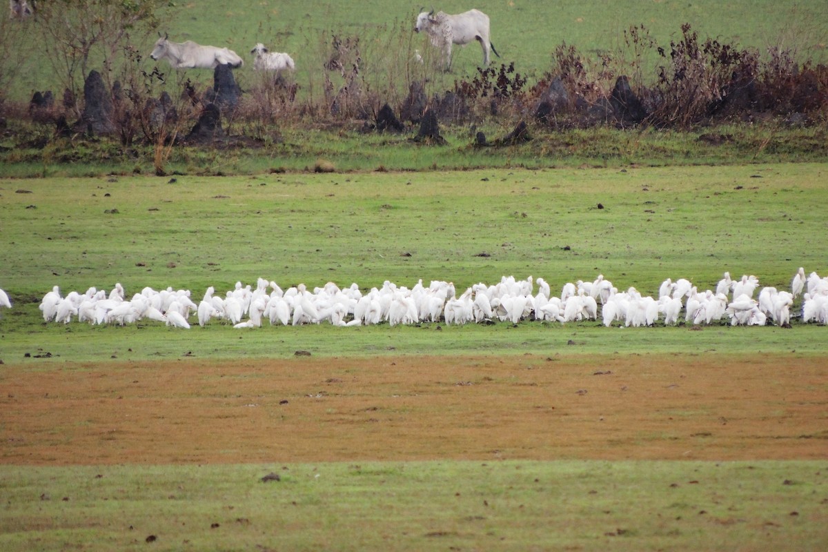 Western Cattle Egret - Licinio Garrido Hoyos