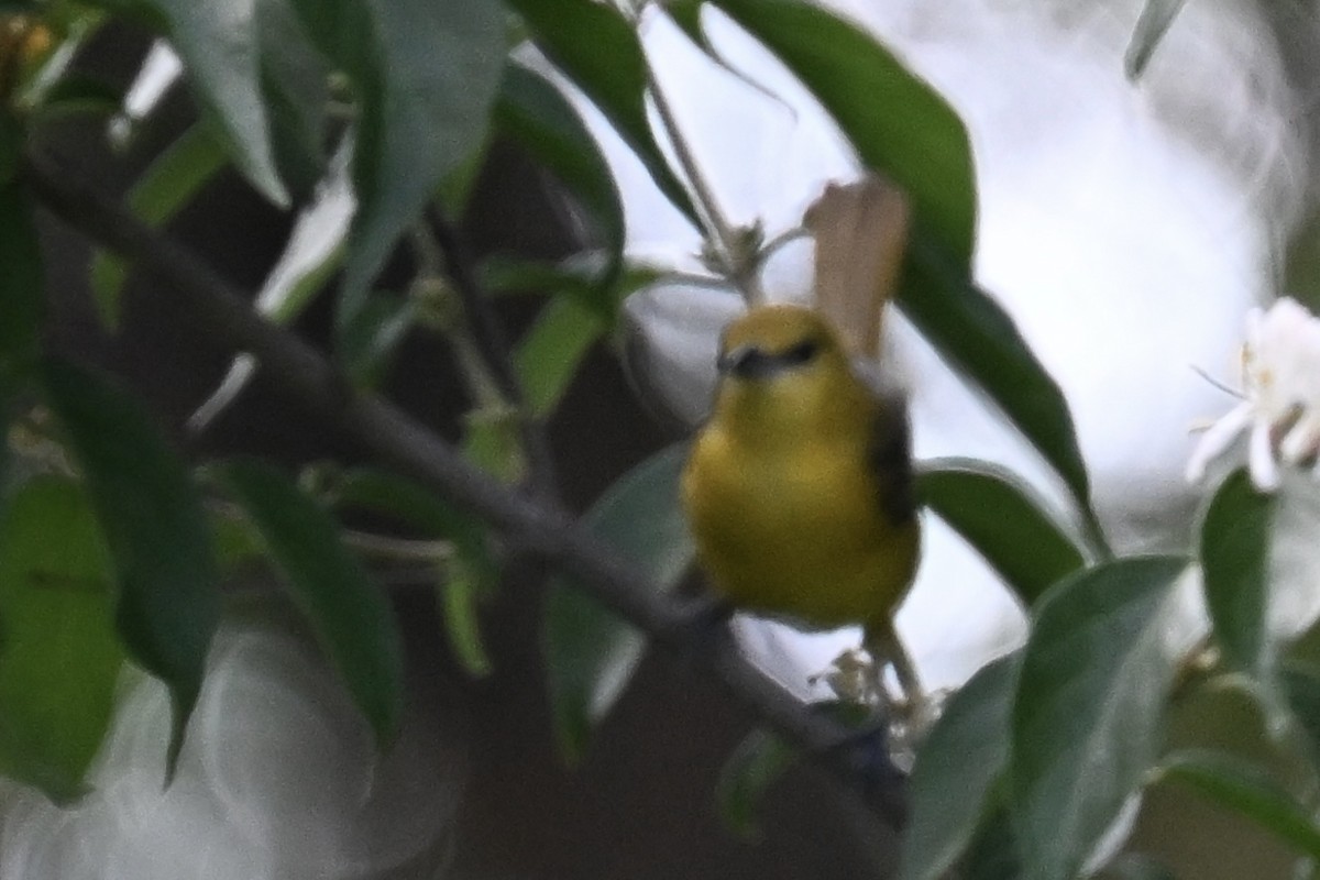 Orchard Oriole - Deborah Penrose