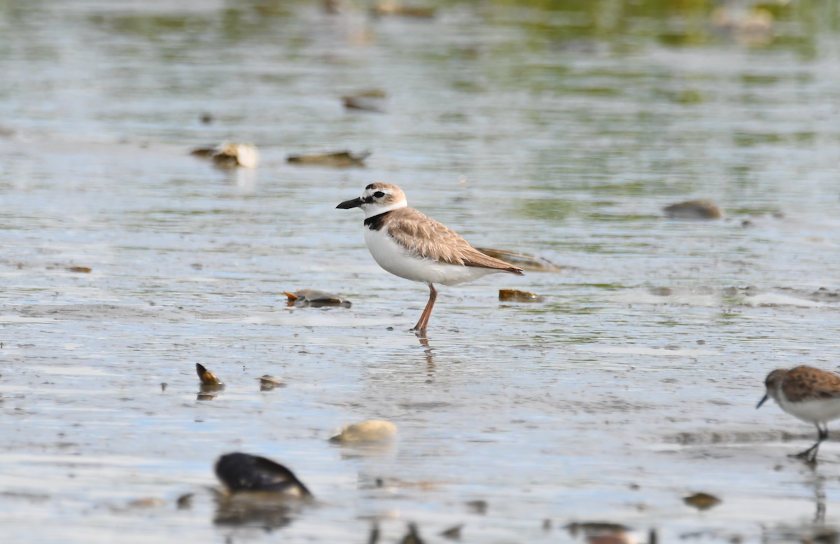 Wilson's Plover - Heather Buttonow