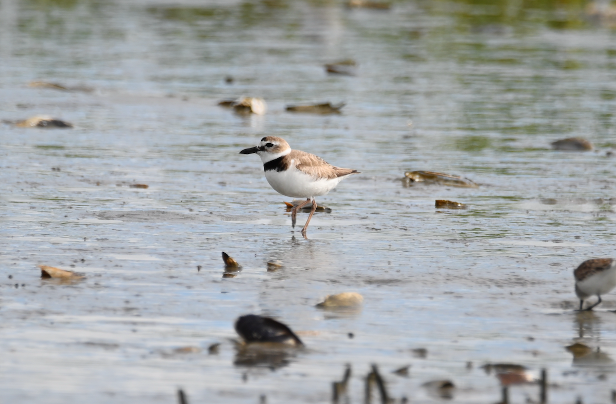 Wilson's Plover - Heather Buttonow