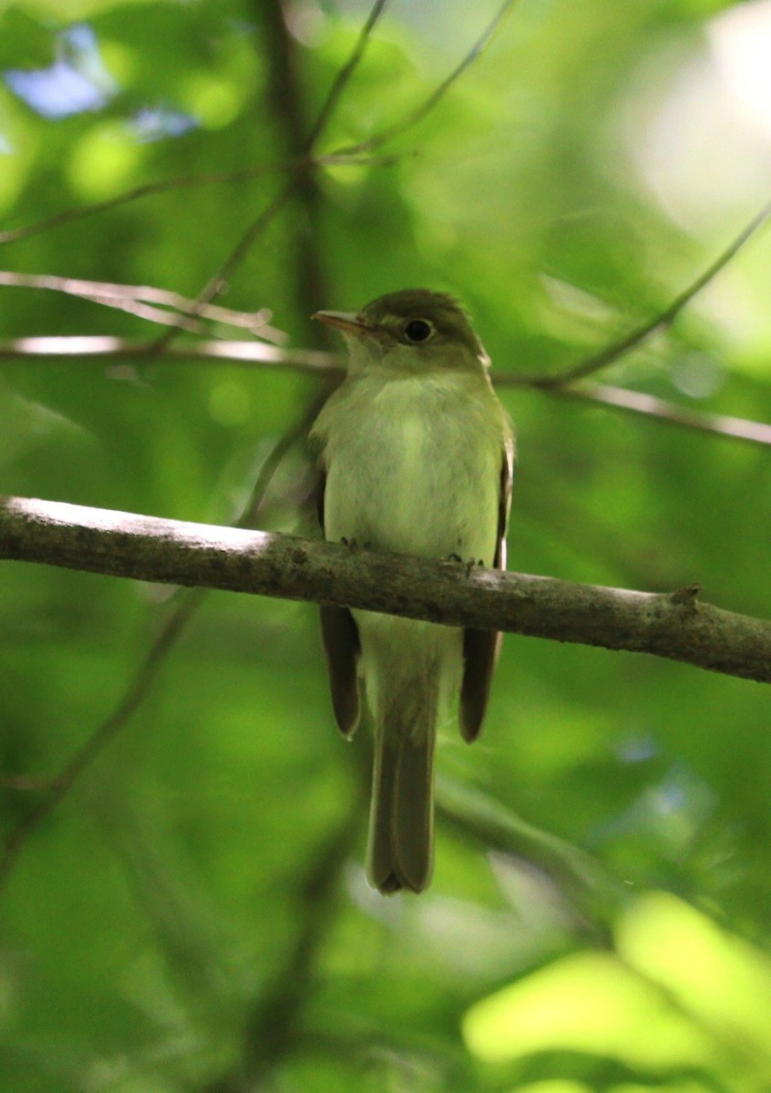 Acadian Flycatcher - Pete Shen