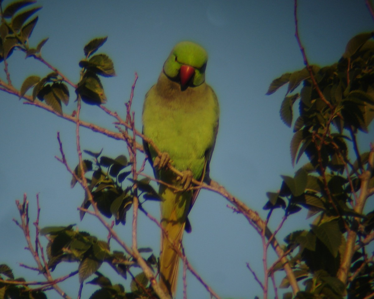 Rose-ringed Parakeet - ML619511142