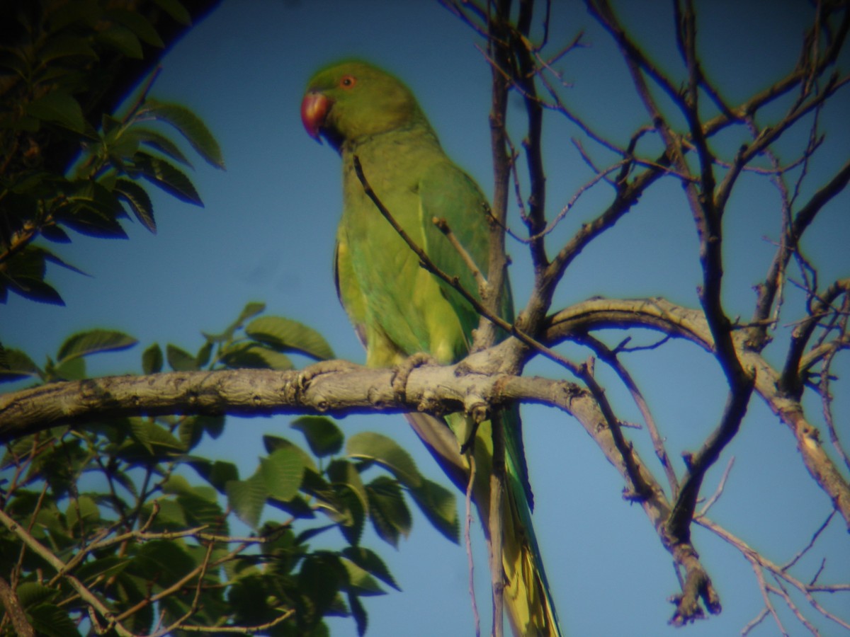 Rose-ringed Parakeet - ML619511143