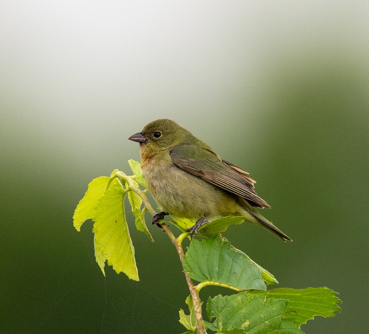 Painted Bunting - Scott Murphy