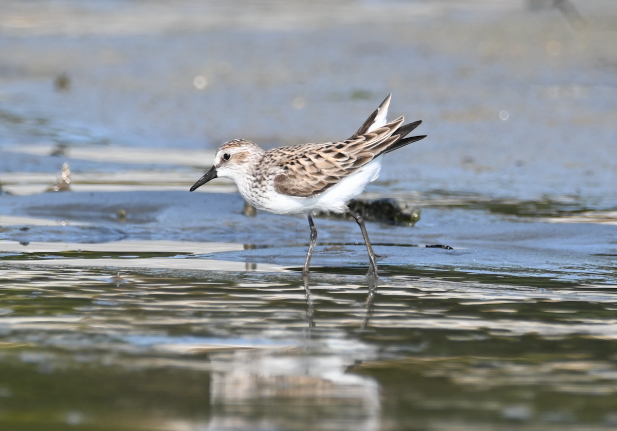 Semipalmated Sandpiper - Heather Buttonow