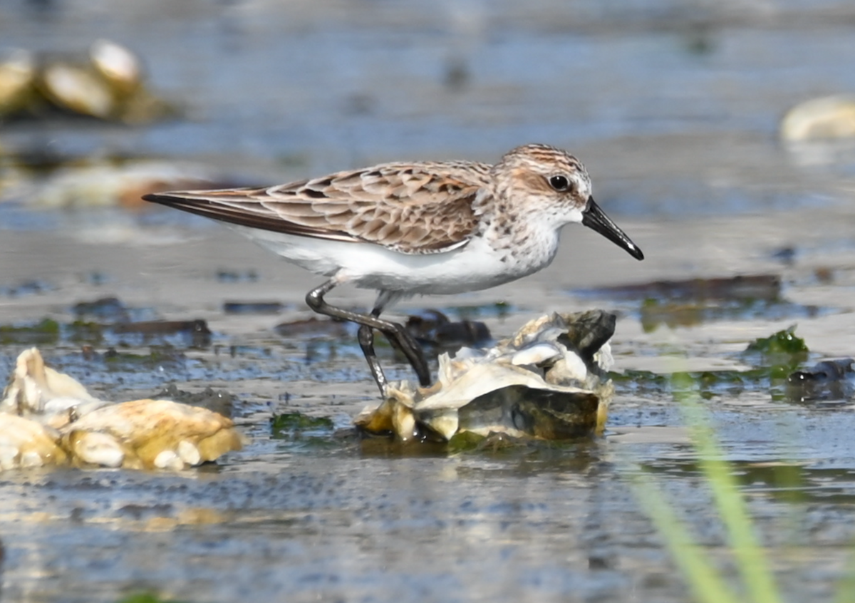 Semipalmated Sandpiper - Heather Buttonow